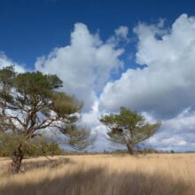 Foto behang Hoge Veluwe Holland 0114