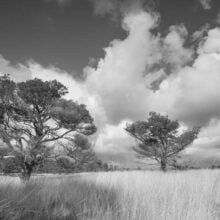 Foto behang Hoge Veluwe Holland 0117