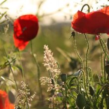 Foto behang klaprozen Holland 0209