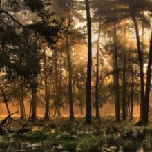 Foto behang Herfstochtend 0224 Holland