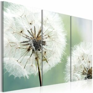 Schilderij - Pluizige paardebloemen