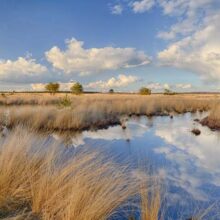 Foto behang Hoge Veluwe Holland 0677