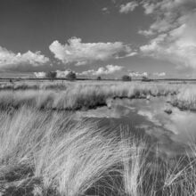 Foto behang Hoge Veluwe Holland 0693