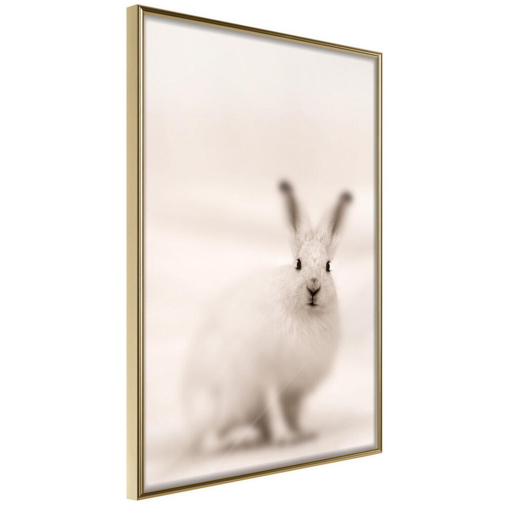 Curious Rabbit
