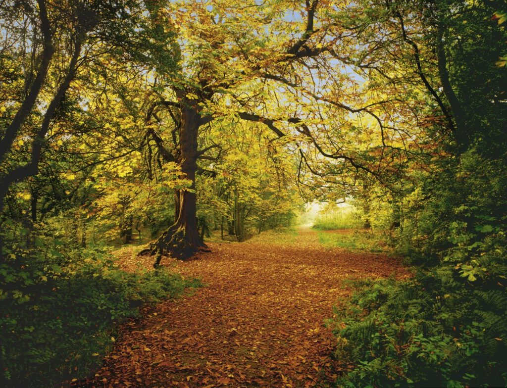 Foto behang Autumn 8-068
