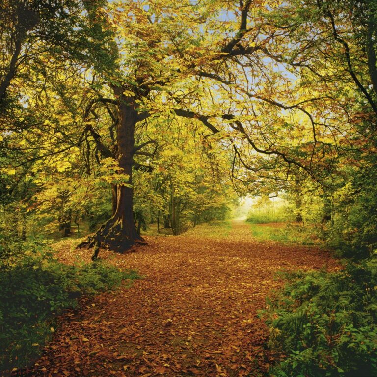 Foto behang Autumn 8-068