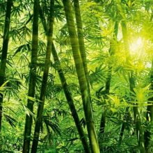 Foto behang Bamboo Forest 00123