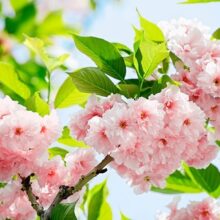 Foto behang Sakura Blossom 00133