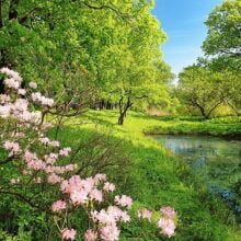 Foto behang Park in the Spring 00136