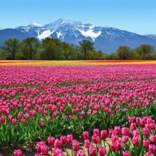 Foto behang Tulips 00137