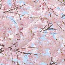 Foto behang Pink Blossoms 00155