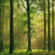 Foto behang Autumn Forest 00216