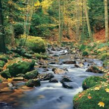 Foto behang Forest Stream 00278