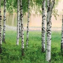 Foto behang Nordic Forest 00290