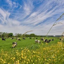 Foto behang Koeien Holland 1016