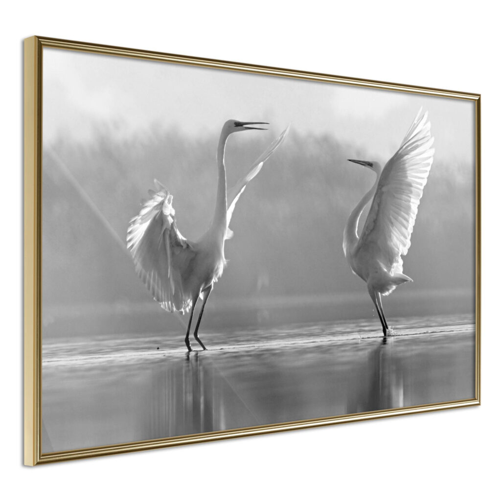 Black and White Herons - Afbeelding 3