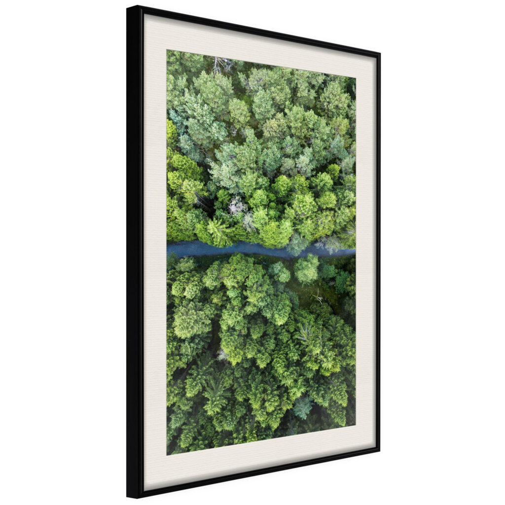 Forest from a Bird's Eye View