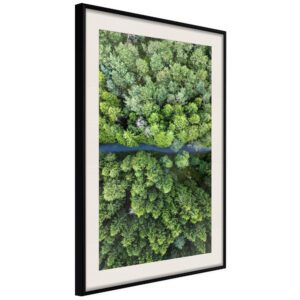 Forest from a Bird's Eye View