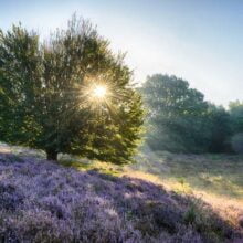Foto behang Zonsopgang Holland 1865