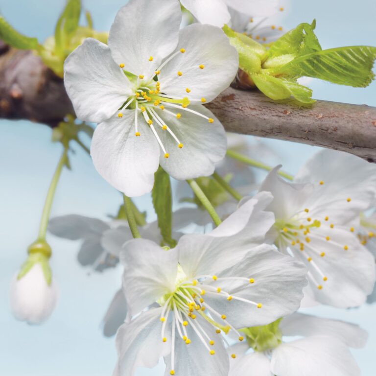 Foto behang Blossom xxl2-033