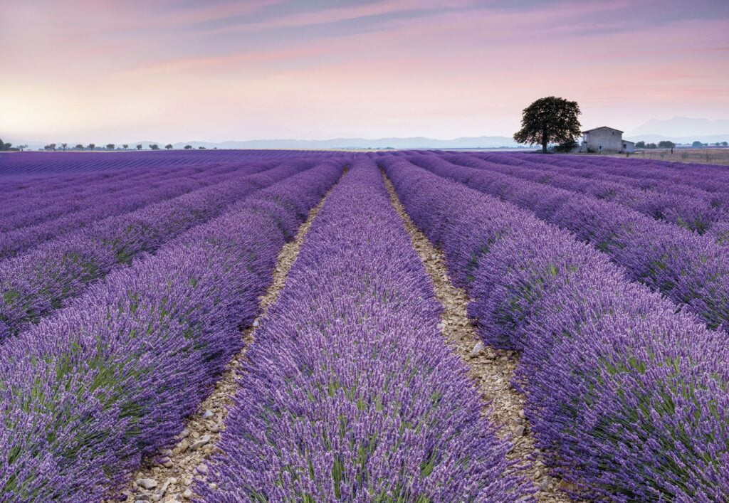 Foto behang Provence xxl4-036