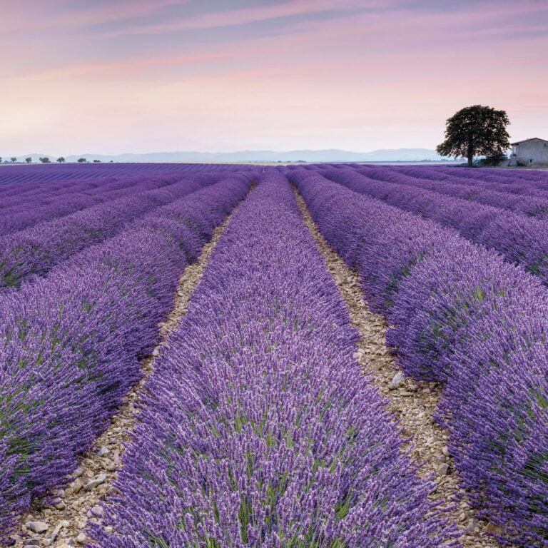 Foto behang Provence xxl4-036