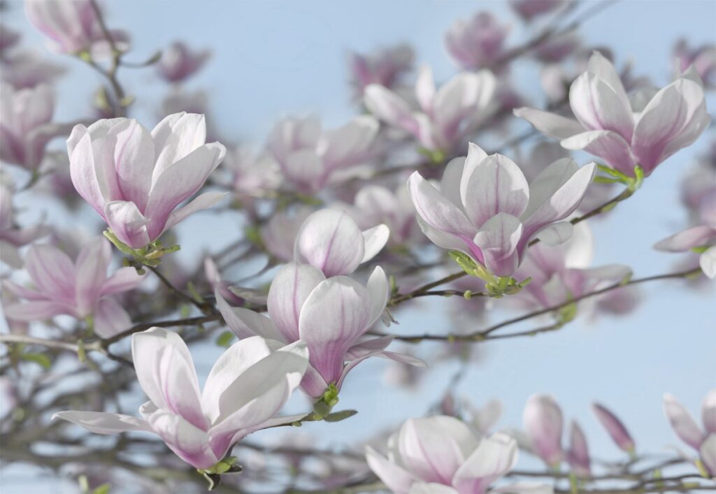 Foto behang Magnolia 8-7368