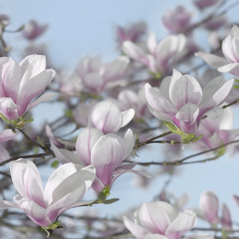 Foto behang Magnolia 8-7368
