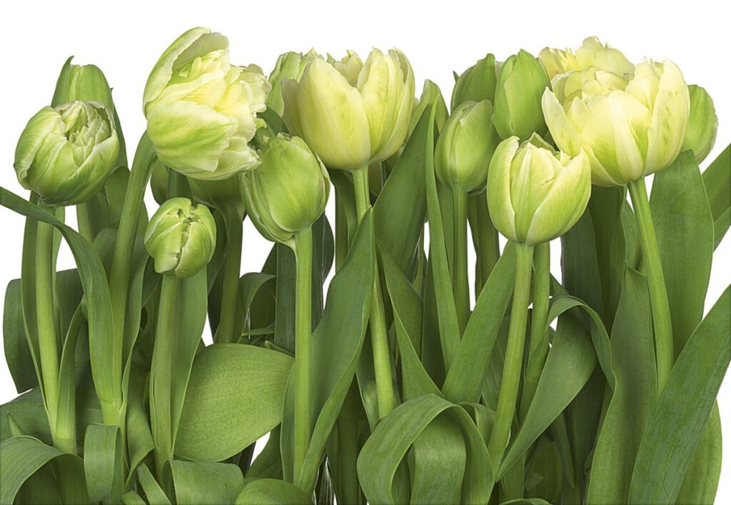 Foto behang Tulips 8-900