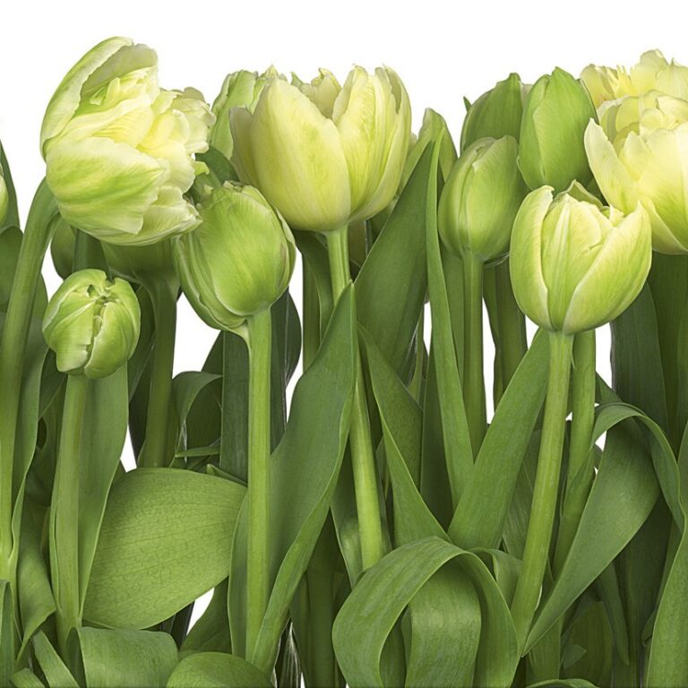 Foto behang Tulips 8-900