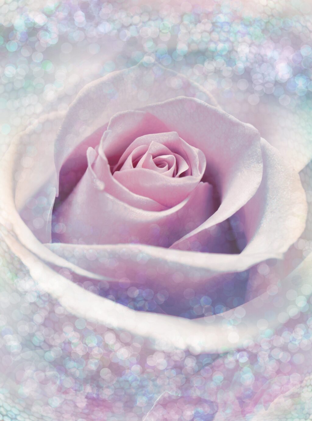 Foto behang Delicate Rose xxl2-020