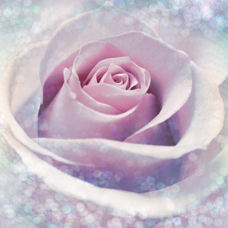 Foto behang Delicate Rose xxl2-020