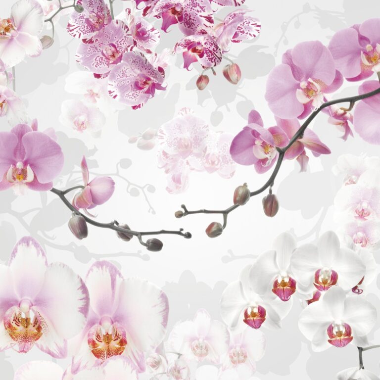 Foto behang Allure xxl4-032