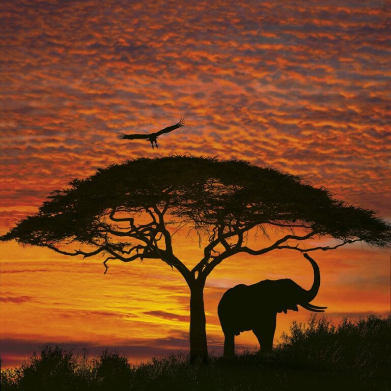 Foto behang African Sunset 4-501