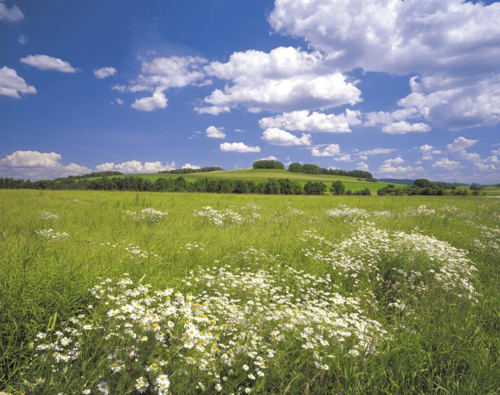 Foto behang Meadow 8-254