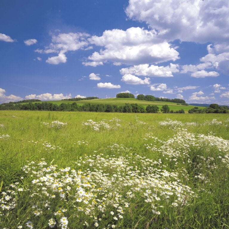 Foto behang Meadow 8-254
