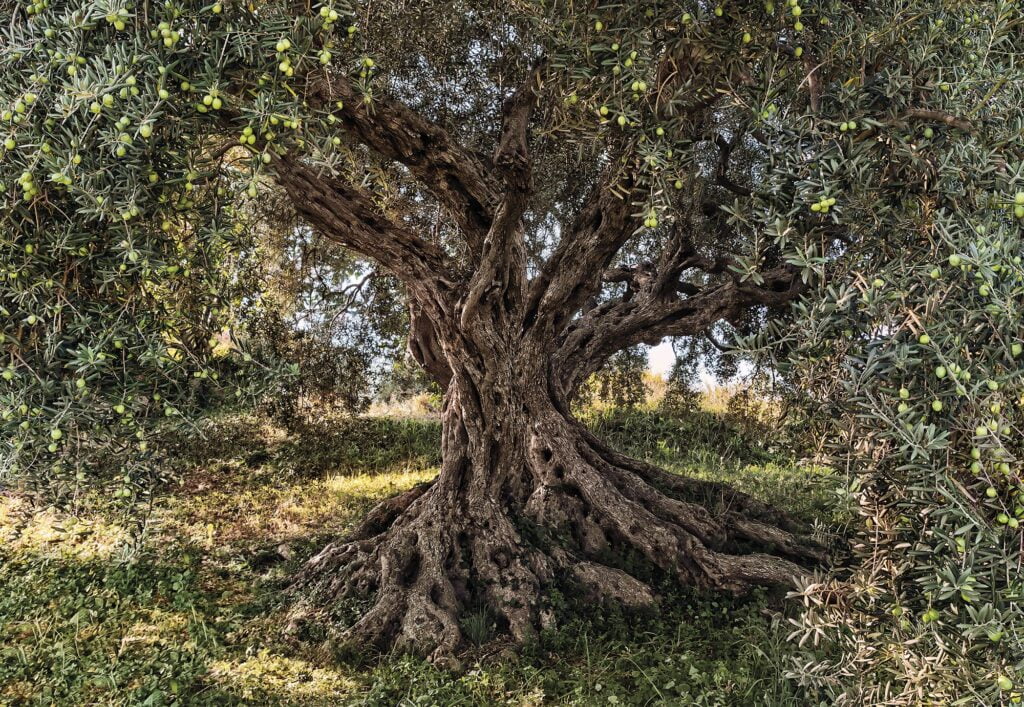 Foto behang Olive Tree 8-531