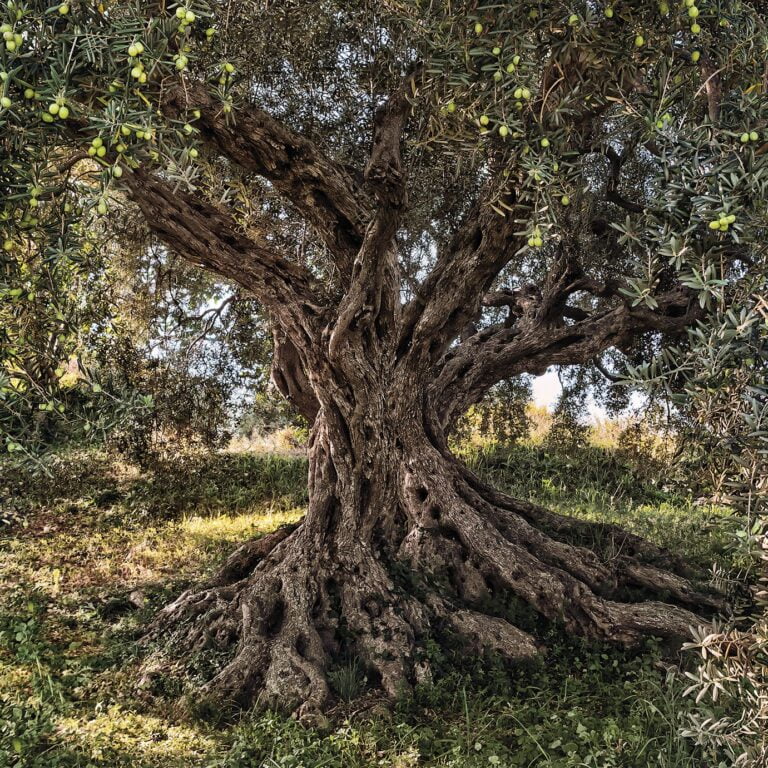 Foto behang Olive Tree 8-531
