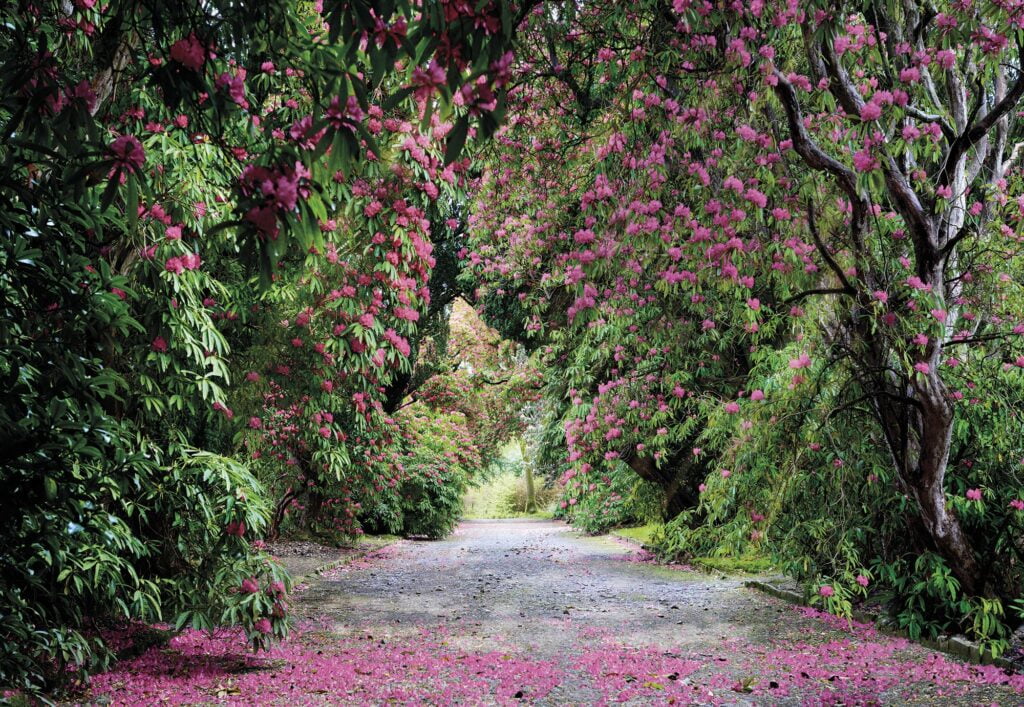Foto behang Wicklow Park 8-985