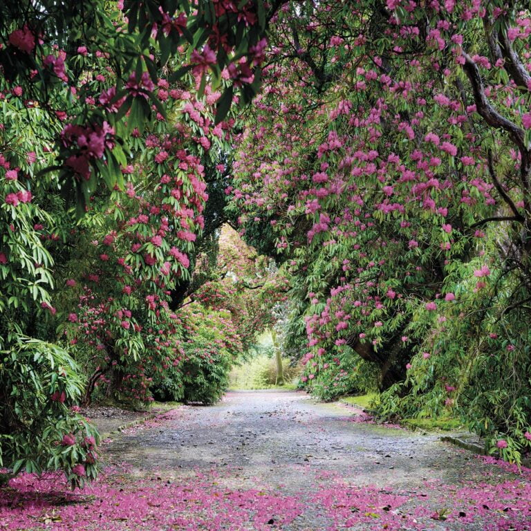 Foto behang Wicklow Park 8-985