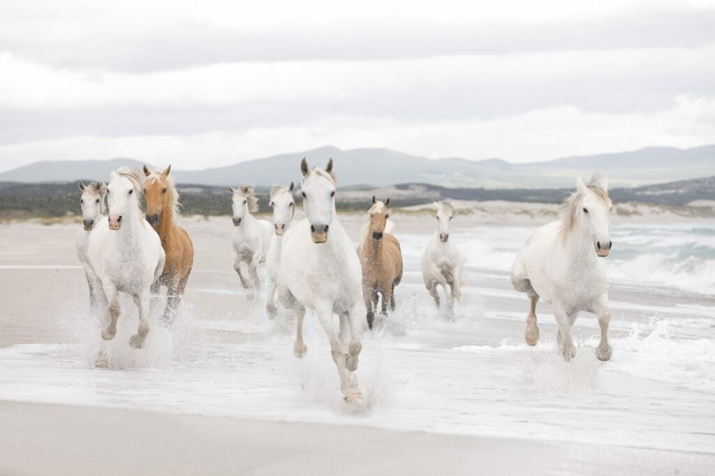 Foto behang White Horses 8-986