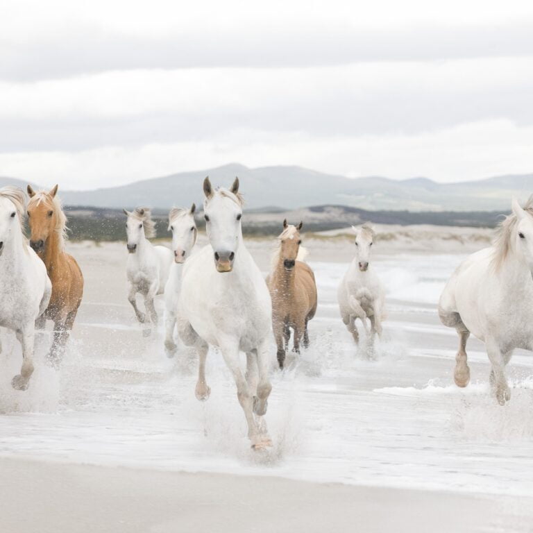 Foto behang White Horses 8-986