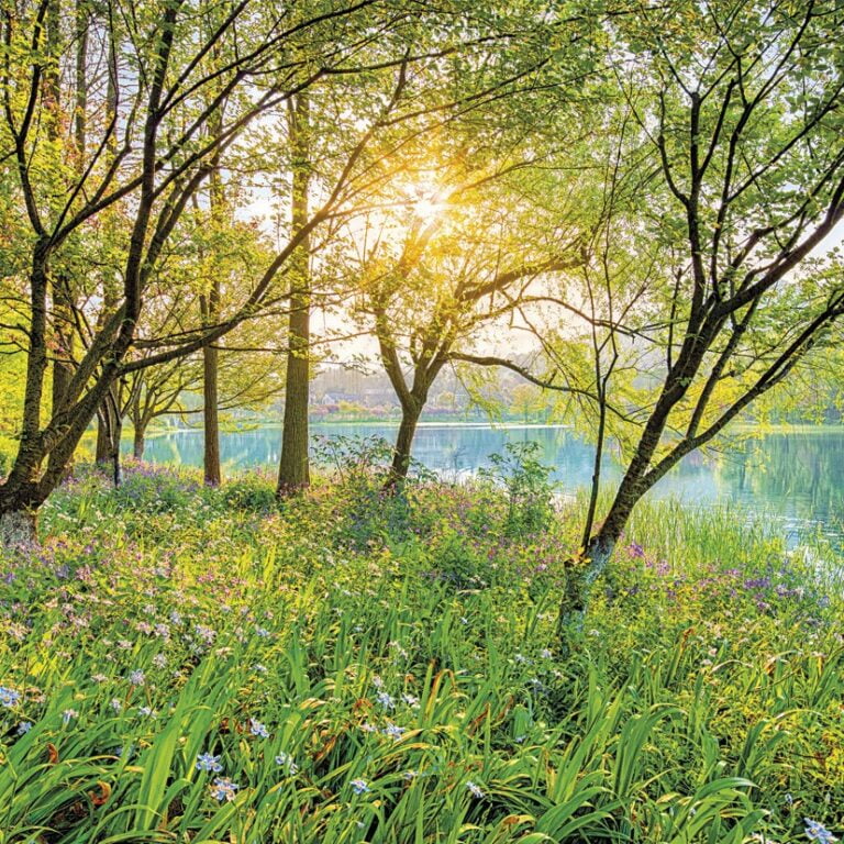 Foto behang Spring Lake 8-524