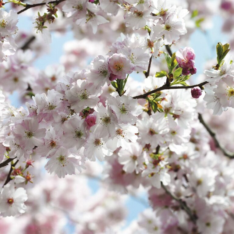 Foto behang Spring 8-507