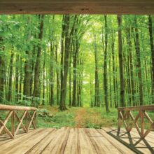 Foto behang Woodland Forrest 43572