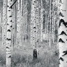 Foto behang Woods V8-724