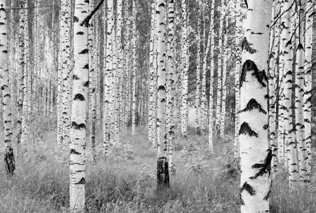 Foto behang Woods xxl4-023
