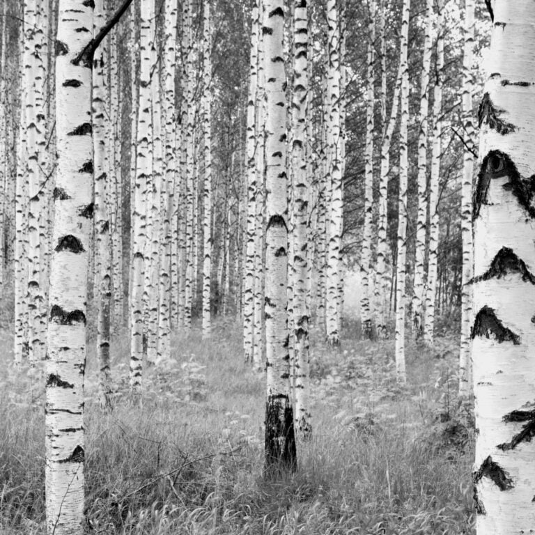 Foto behang Woods xxl4-023