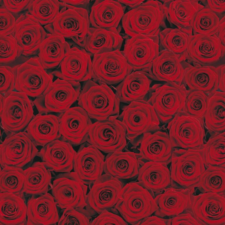 Foto behang Roses 4-077