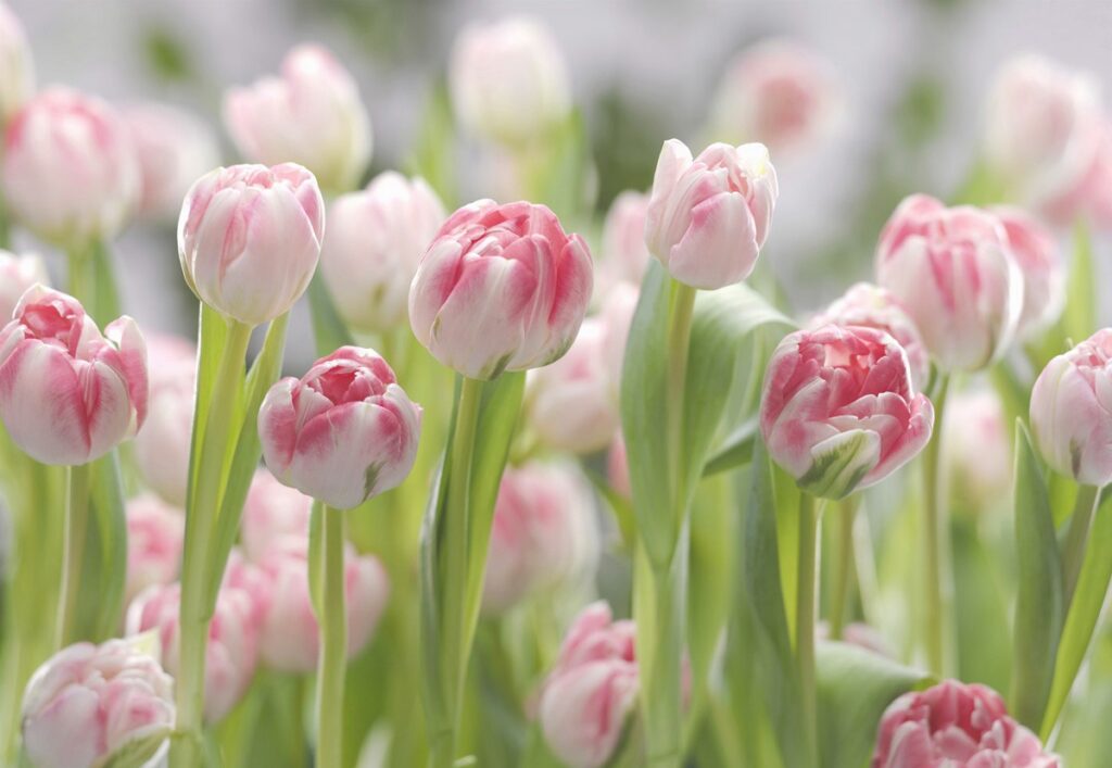 Foto behang Secret Garden 8-708